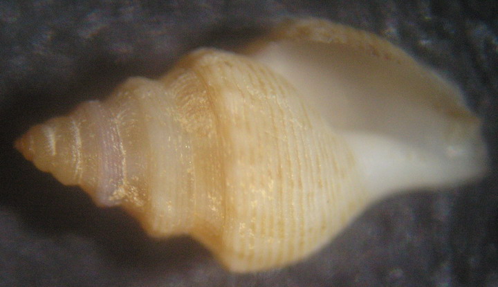 Gymmobella abysorum